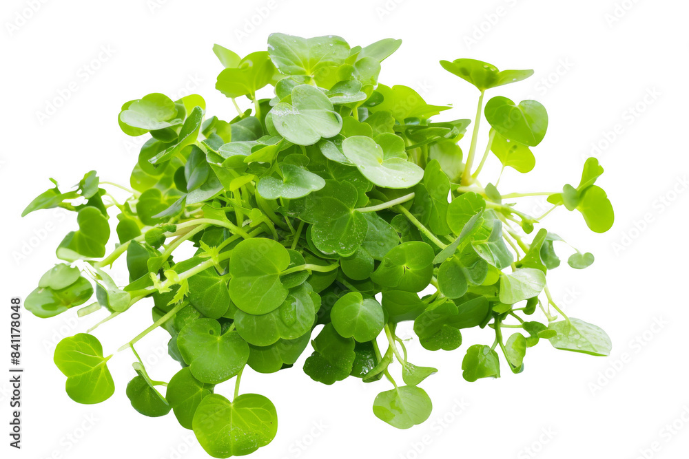 A bunch of green leaves are piled on top of each other A bunch of green leaves are piled on top of each other