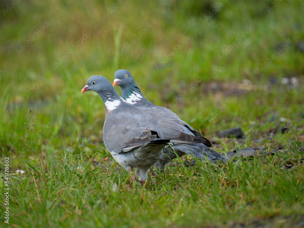 Ringeltaube (Columba palumbus) Ringeltaube (Columba palumbus)