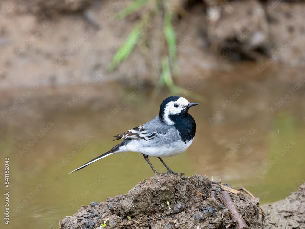 Obraz premium Bachstelze&nbsp;(Motacilla alba)