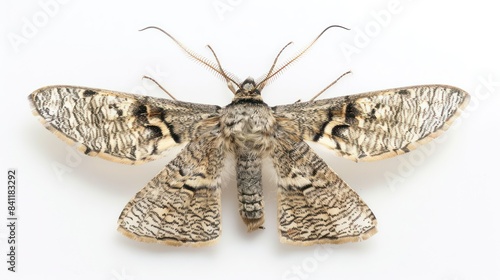 Diamondback Moth full body clearly photo on white background , s photo