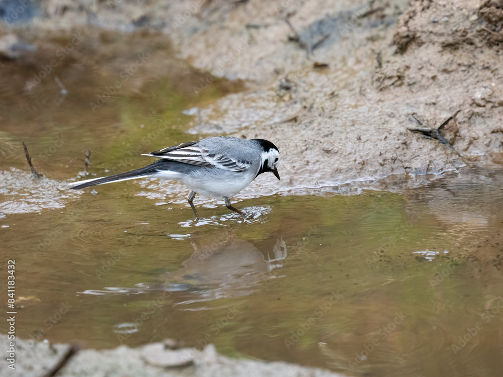 Obraz premium Bachstelze&nbsp;(Motacilla alba)