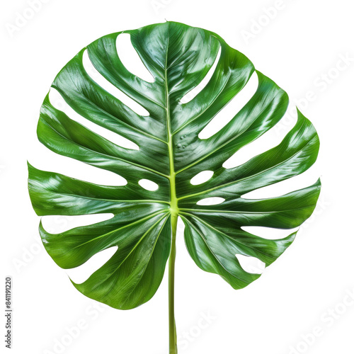 Natural of Beautiful Tropical green leaves of leaf isolated on transparent background