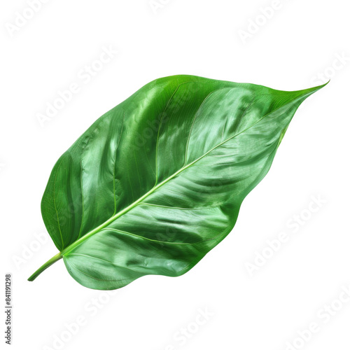 Natural of Beautiful Tropical green leaves of leaf isolated on transparent background
