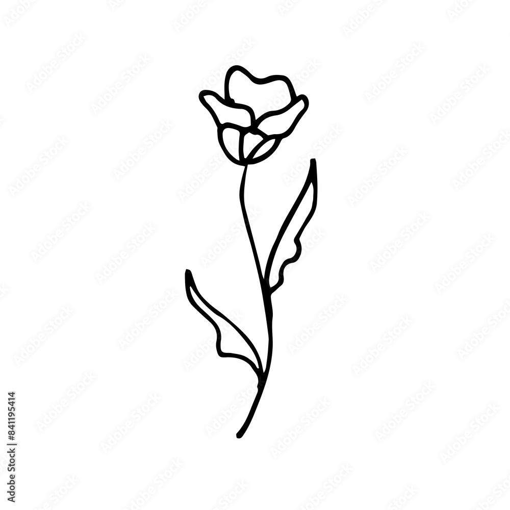 illustration of rose illustration of rose