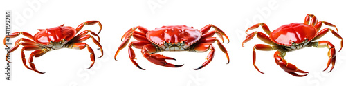 Set of red crabs isolated on transparent background. Perfect for marine themes, seafood menus, and educational materials. photo