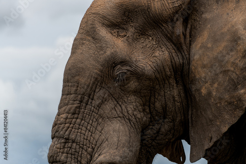 Closeup of  an African elephant bull in the Kruger National Park, South Africa