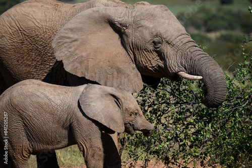 A female elephant and her calf feeding in the Pilanesberg National Park, South Africa