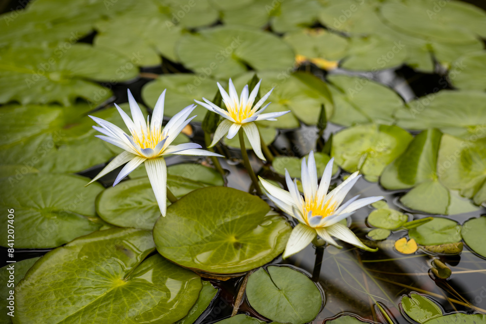 Blooming lily in water. Lake with lilies Blooming lily in water. Lake with lilies