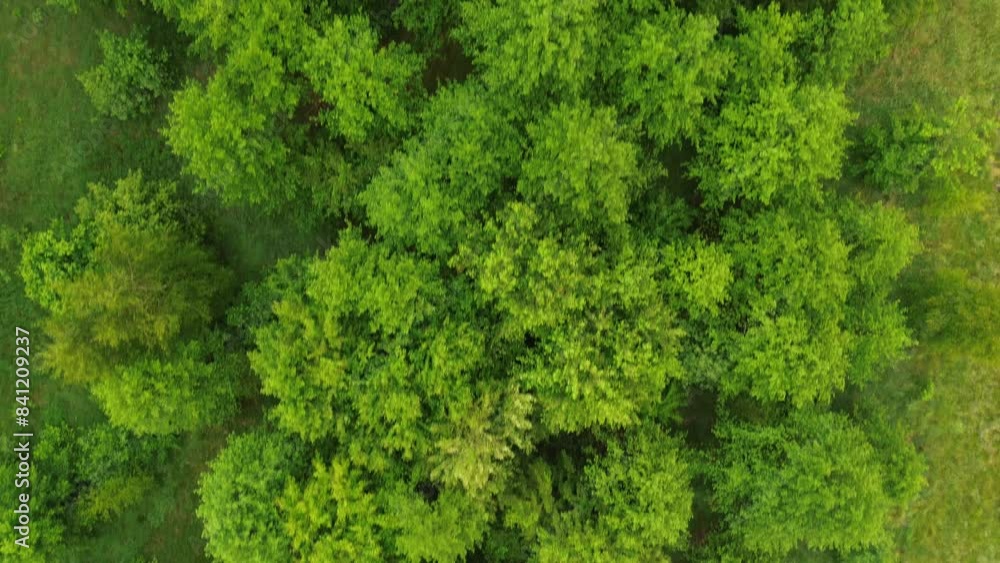 Aerial view of dense green forest canopy Aerial view of dense green forest canopy