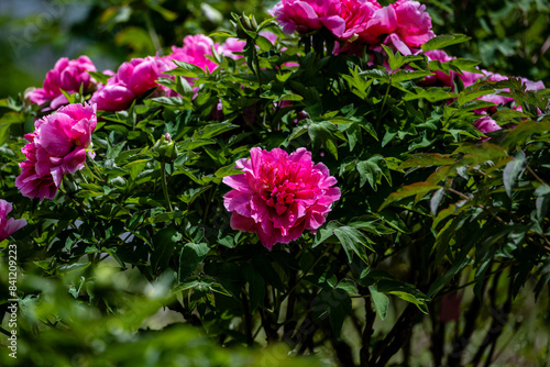 Peony flowers blooming in early summer