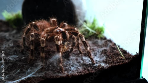 A spider injects venom into a madagascar cockroach in a terrarium close-up. Acanthoscurria geniculata. Phobia concept. Toxic poison. Brazilian large size tropical animals. Blaptica dubia. 4k footage