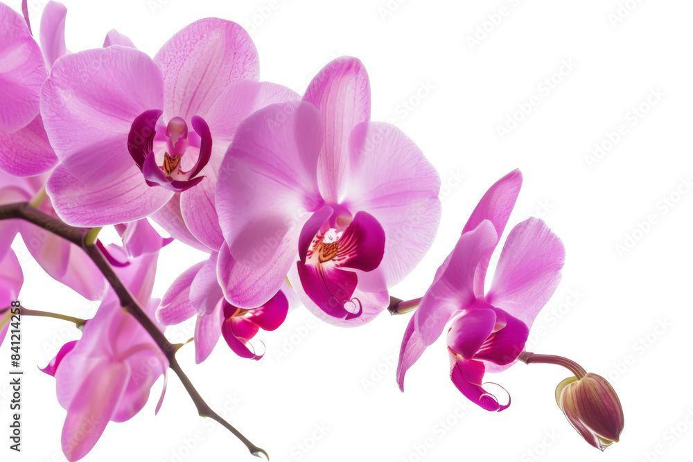 A single pink orchid with a pink and white center is the main focus of the image A single pink orchid with a pink and white center is the main focus of the image