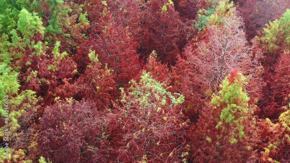 Aerial birds eye view, drone flyover a vibrant canopy of Bald Cypress trees showcases autumn colors, ranging from lush green to deep red, highlighting nature's beauty. Aerial birds eye view, drone flyover a vibrant canopy of Bald Cypress trees showcases autumn colors, ranging from lush green to deep red, highlighting nature's beauty.