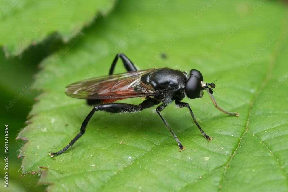 Closeup on the European Crimson-belted Hoverfly, Brachypalpoides lentus sitting on a green leaf Closeup on the European Crimson-belted Hoverfly, Brachypalpoides lentus sitting on a green leaf