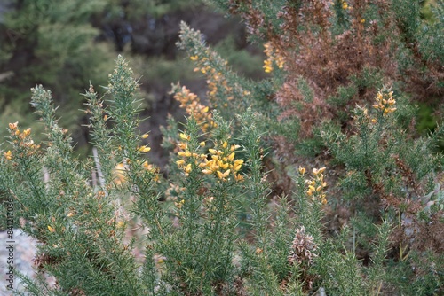 Ulex parviflorus Closeup: Vibrant Photography of Gorse Flowers in Natural Setting photo