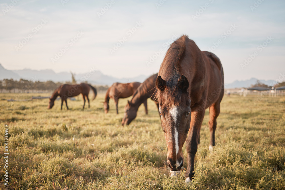 Ranch, horses or eating grass on farm, countryside or nature in with animals in agriculture, land or environment. Rural meadow, lawn or hungry pet stallion on field for wellness, grazing or farming