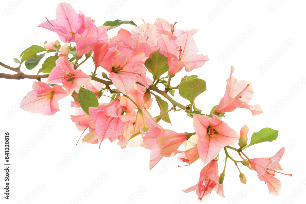 A pink flower with a white background A pink flower with a white background