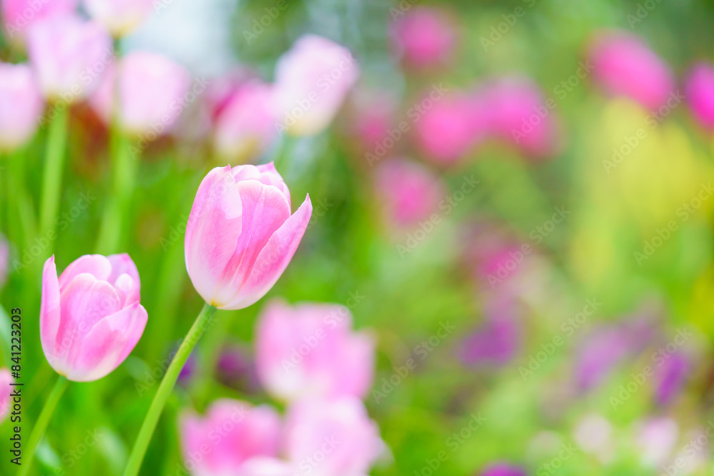 Closeup of pink Tulip flower under sunlight using as background natural plants landscape, ecology wallpaper cover page concept. Closeup of pink Tulip flower under sunlight using as background natural plants landscape, ecology wallpaper cover page concept.