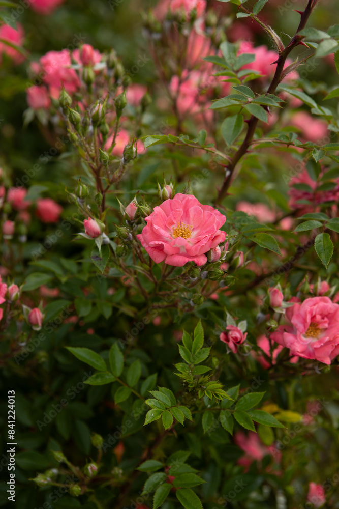 close up of small pink roses flowers nature close up of small pink roses flowers nature