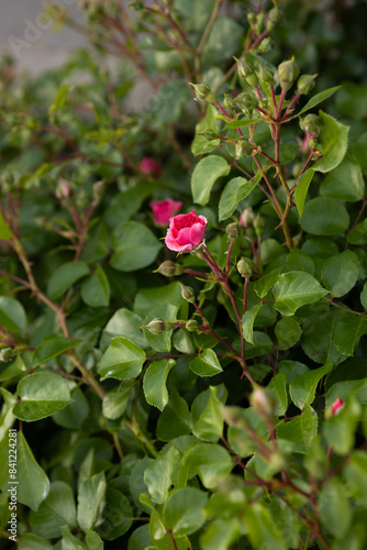 a small rose bud begins to open