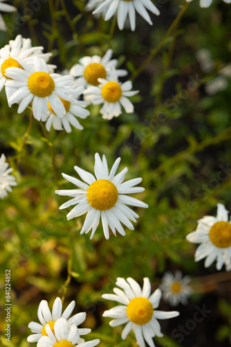 chamomile flowers in the evening light top view