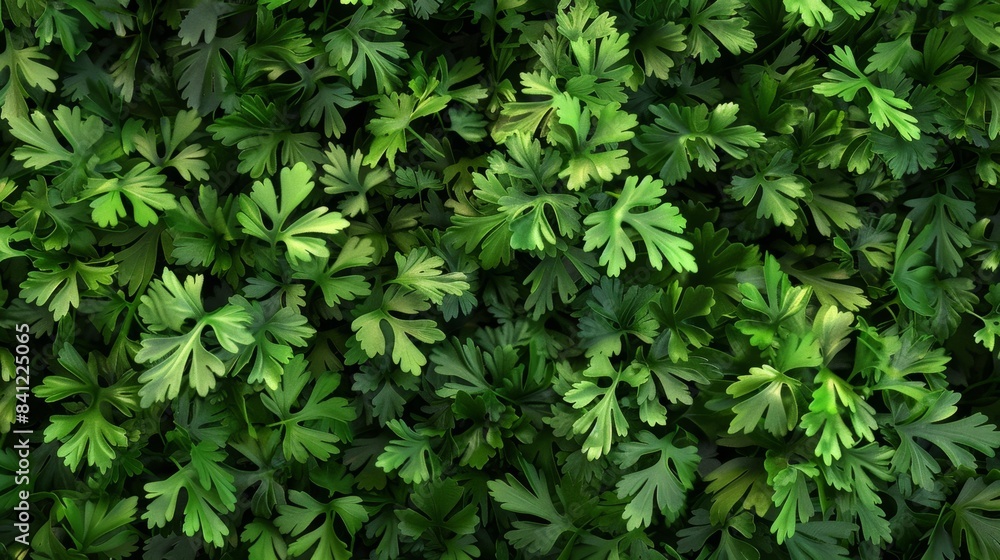 Lush green foliage of dense parsley plants, creating a vibrant and refreshing natural backdrop perfect for various design projects. Lush green foliage of dense parsley plants, creating a vibrant and refreshing natural backdrop perfect for various design projects.