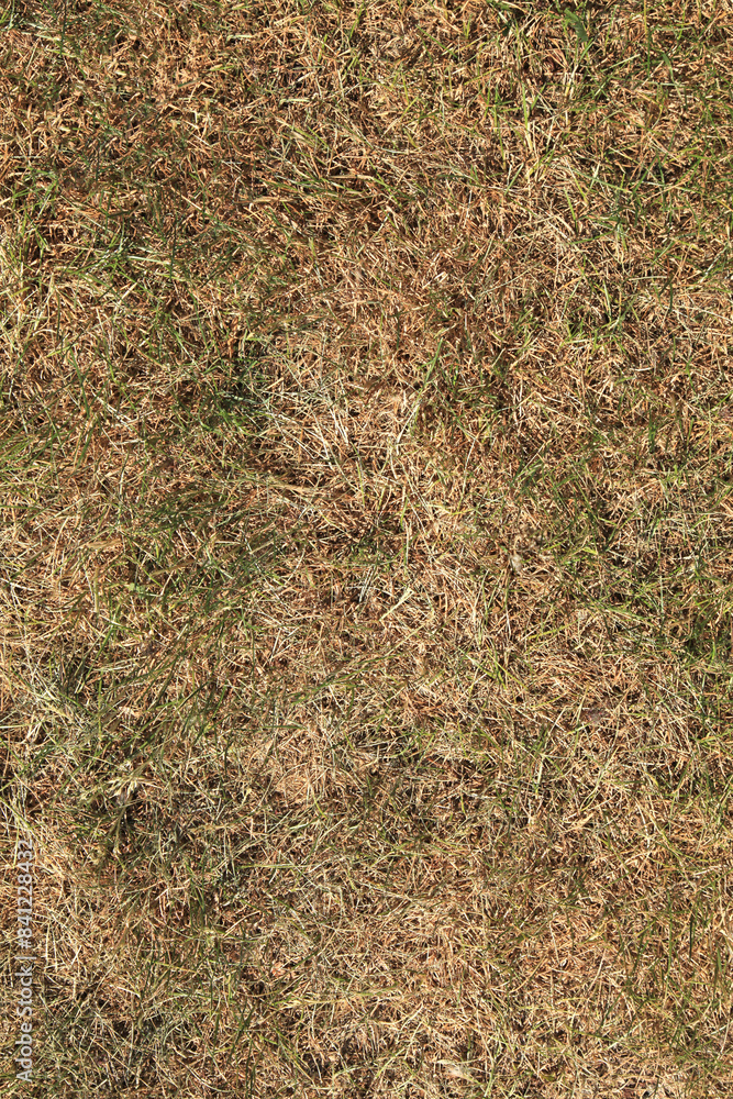 Dry grass. Grass from above, texture, background. Variegated and uneven color of green between faded grass on the lawn. Vegetation cover and natural surface background. Natural grass carpet outdoors Dry grass. Grass from above, texture, background. Variegated and uneven color of green between faded grass on the lawn. Vegetation cover and natural surface background. Natural grass carpet outdoors