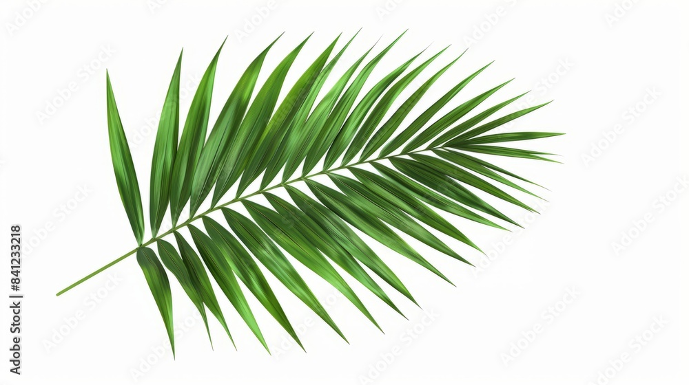 Green palm leaves of tropical evergreen plant isolated on white Green palm leaves of tropical evergreen plant isolated on white
