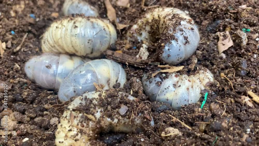 Beetle larvae (grub) are soft- bodied, soil-dwelling insects with a light brown head. Grub worm are a source of protein foods that people can eat Beetle larvae (grub) are soft- bodied, soil-dwelling insects with a light brown head. Grub worm are a source of protein foods that people can eat