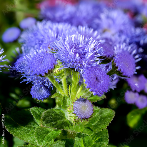 Blooming blue Ageratum Bluemink on a Crimson background photo