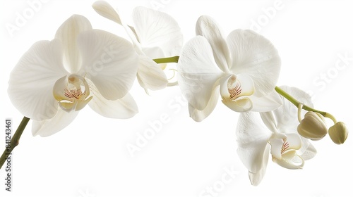 A graceful orchid with its elegant petals and slender stem  set against a white background  embodying luxury and sophistication. 