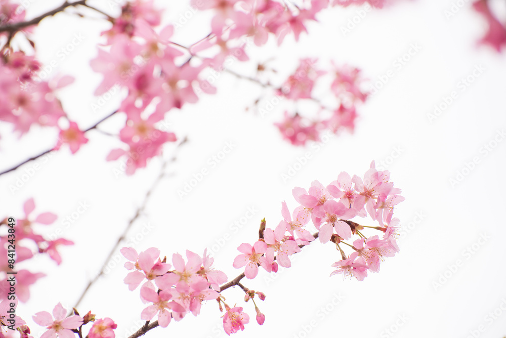 Obraz premium pink cherry blossom