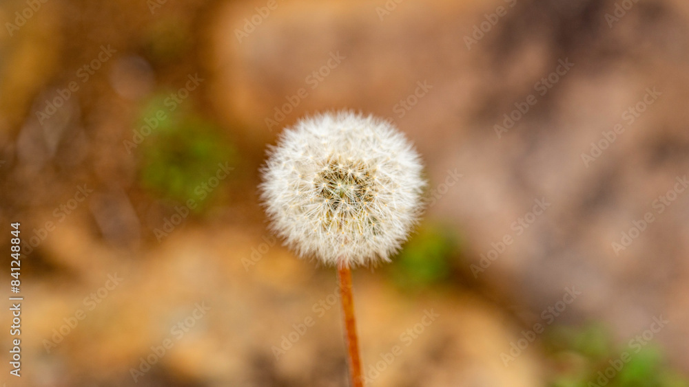 Close-up photo of a dandelion at Kirstenbosch, Cape Town, South Africa Close-up photo of a dandelion at Kirstenbosch, Cape Town, South Africa