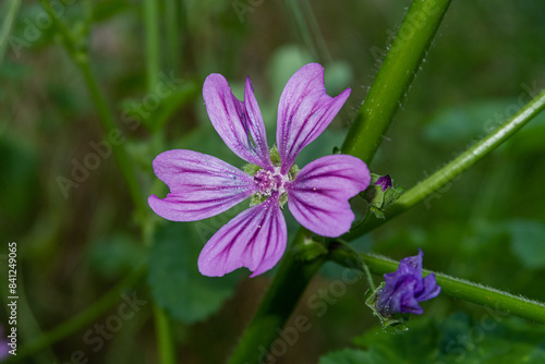 Obraz na płótnie Malva sylvestris High Mallow w salonie