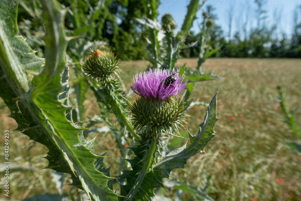 Onopordum acanthium Scotch Thistle Onopordum acanthium Scotch Thistle