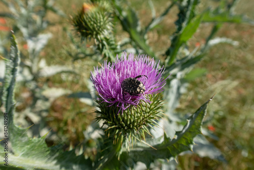 Obraz na płótnie Onopordum acanthium Scotch Thistle w salonie