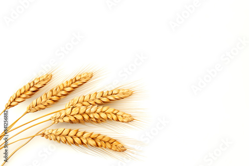 Ears of wheat on white background.
