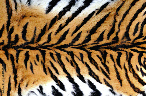 a close-up of a tiger s fur  highlighting the vibrant orange and black stripes with patches of white fur.