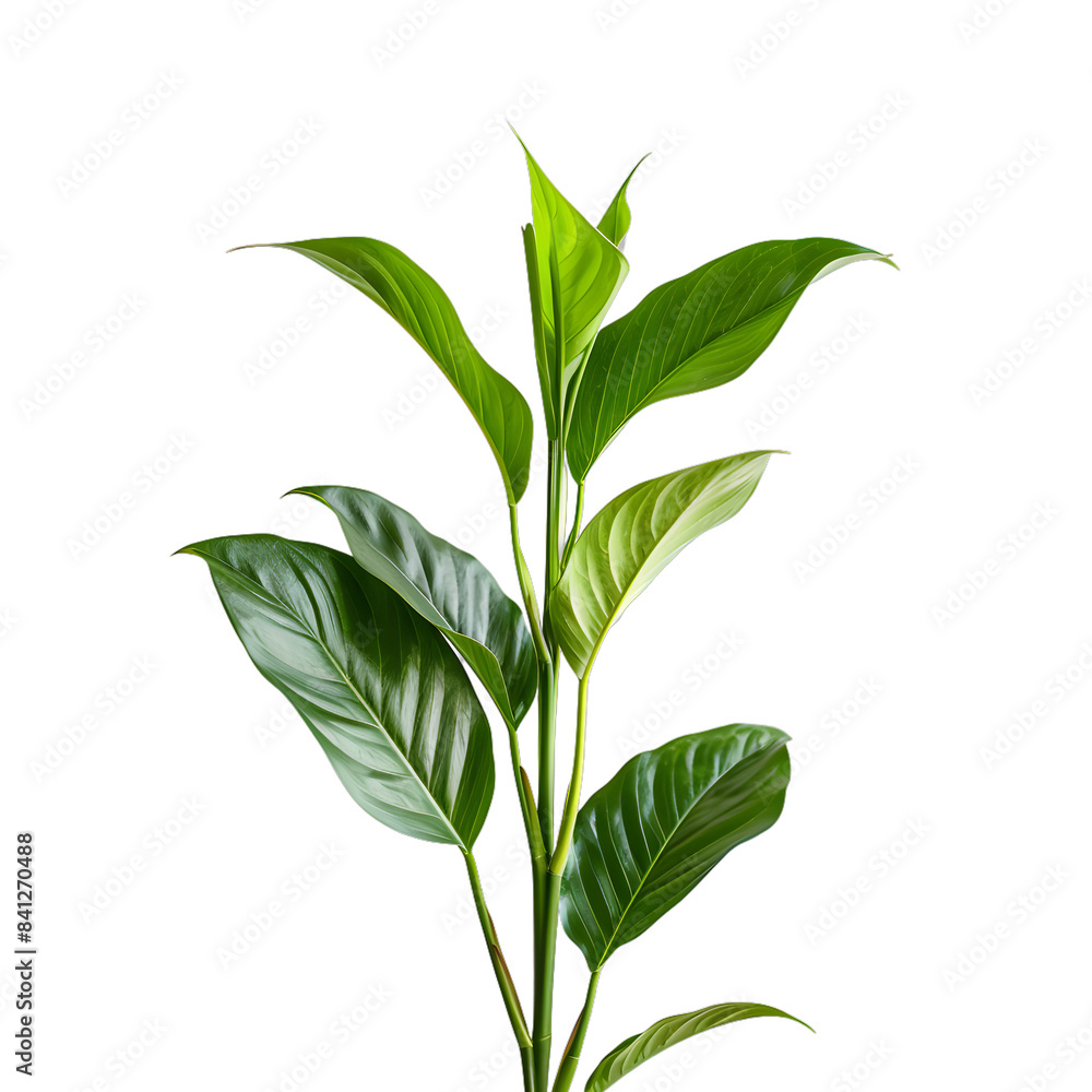 Fototapeta premium [Transparent Background PNG]Green leaves plant on white background