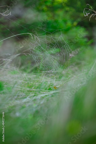 vertical picture spider web close up soft focus natural wilderness object in green grass and foliage environment space