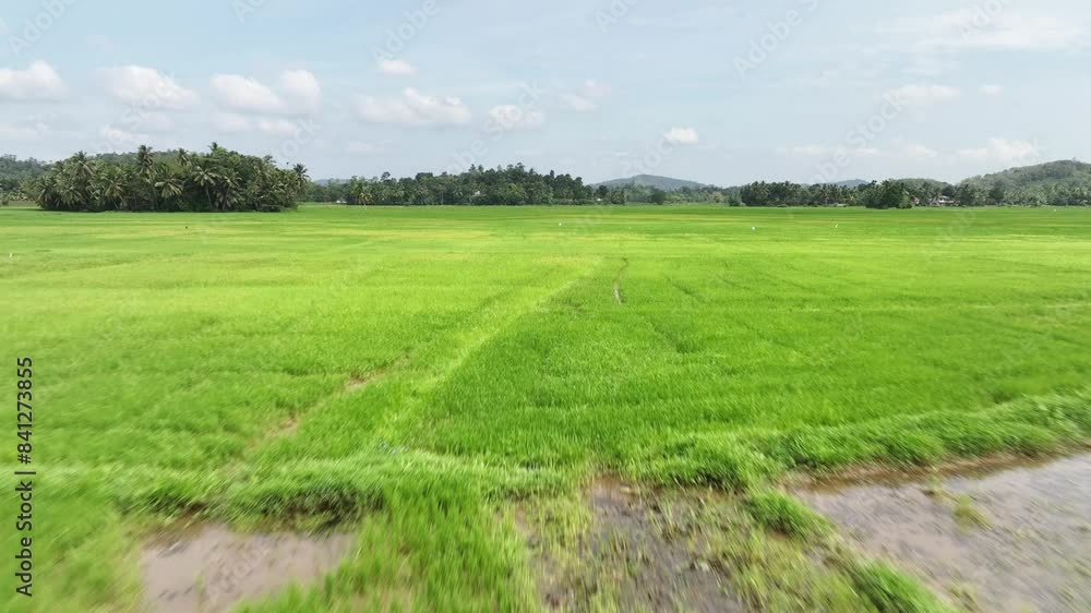 beauty of rural Sri Lanka, with its expansive fields, meandering water channels, and traditional farming practices. Perfect for projects highlighting agriculture, natural beauty beauty of rural Sri Lanka, with its expansive fields, meandering water channels, and traditional farming practices. Perfect for projects highlighting agriculture, natural beauty
