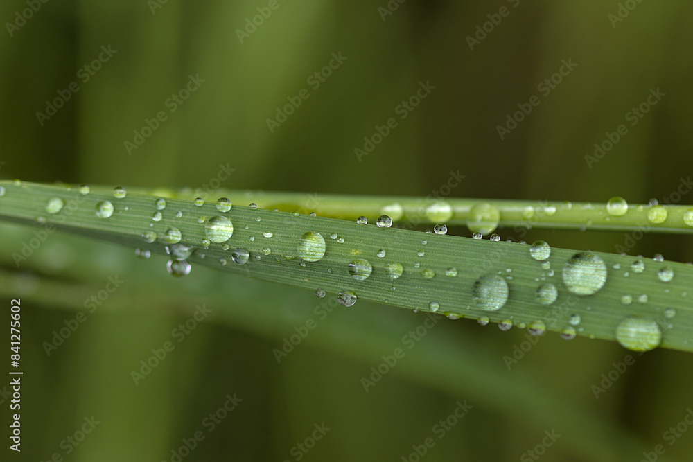 dew drops on green grass taken in the morning dew drops on green grass taken in the morning