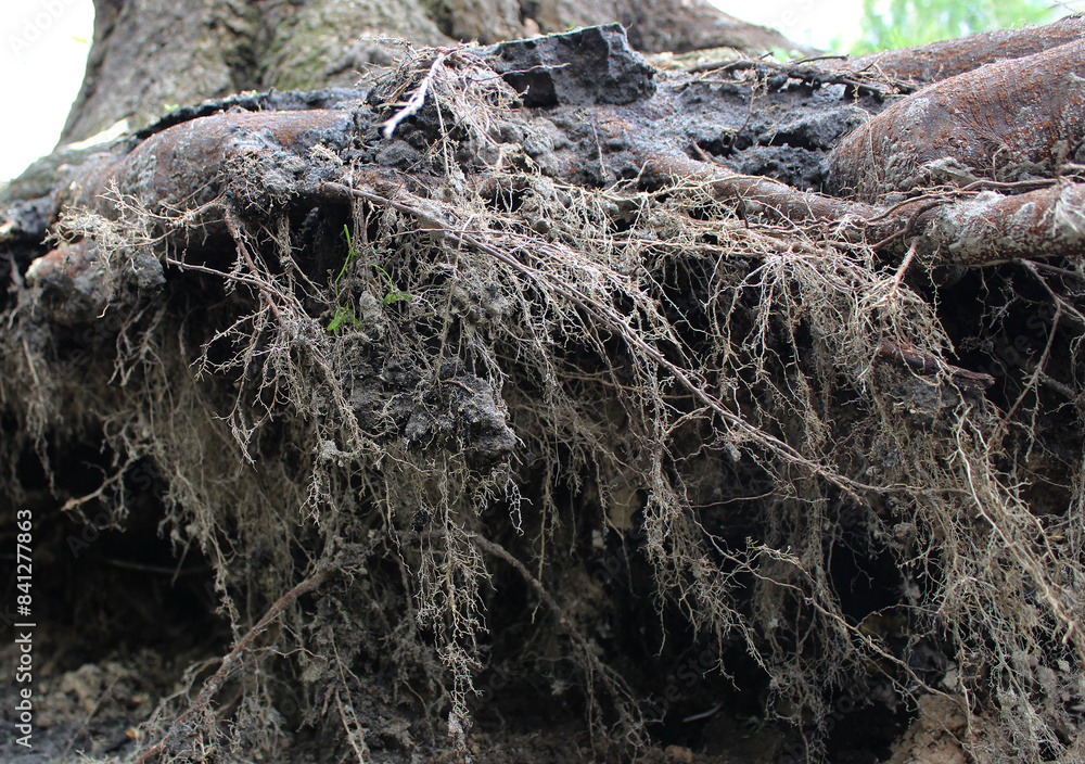 Small roots of the tree were exposed from the ground during uprooting
Small roots of the tree were exposed from the ground during uprooting