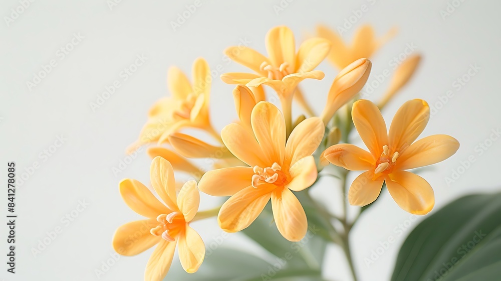 A close-up of a yellow flowered plant against a white background A close-up of a yellow flowered plant against a white background
