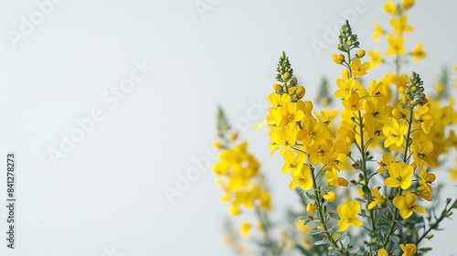 A close-up of a yellow flowered plant against a white background  photo