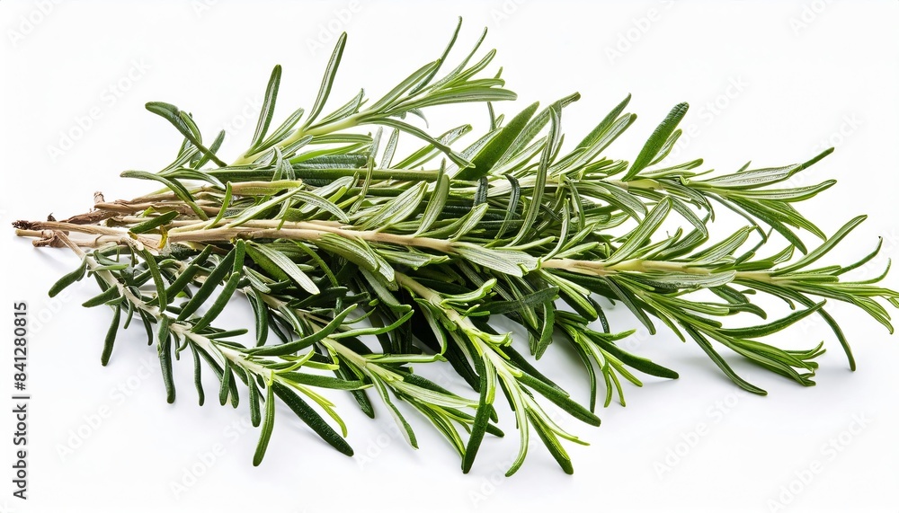 Fototapeta premium Fresh rosemary sprig on a white surface