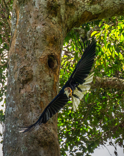 weathed hornbill - Furchenhornvogel photo