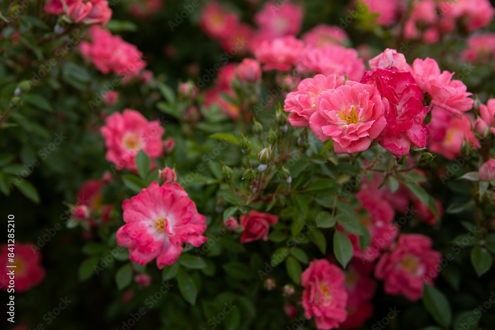 bush of small pink roses close up summer flowers background bush of small pink roses close up summer flowers background