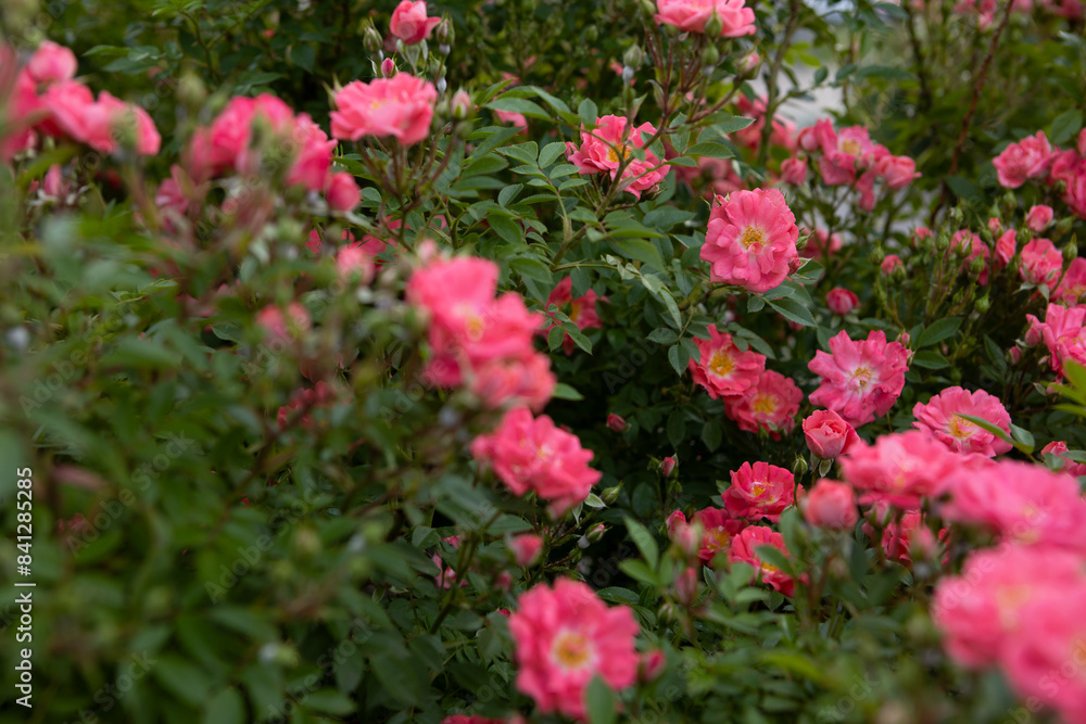 bush of small pink roses blooming close up summer flowers background bush of small pink roses blooming close up summer flowers background