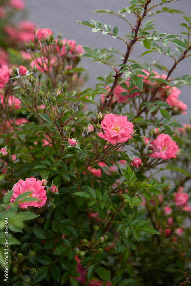 Small pink roses blooming close up summer flowers Small pink roses blooming close up summer flowers